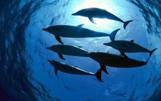 Dolphins ocean sunlight blue water - douglas robertson bisset free wallpaper