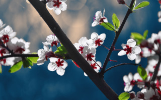 Branch flower bug blurry clouds - the distance free wallpaper