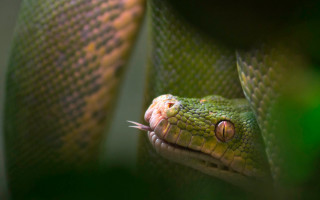 Green snake white face cobra - a green snake free wallpaper