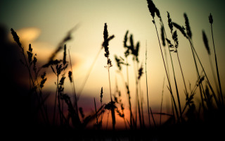 Sunset tallgrass blowing clouds moon - a photo free wallpaper