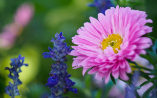 Pink flower blue background bokeh - a garden free wallpaper
