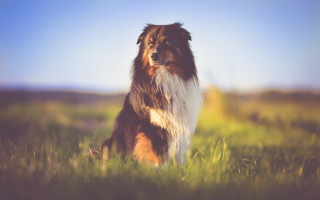 Dog field tiltshift nature blurry - a blurry background of the grass free wallpaper