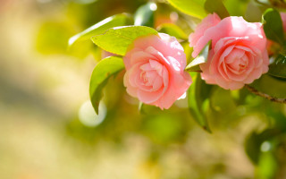 Pink flower macro bokeh leaves - a pink flower free wallpaper
