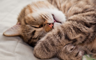 Sleeping cat on bed carlos - eye free wallpaper