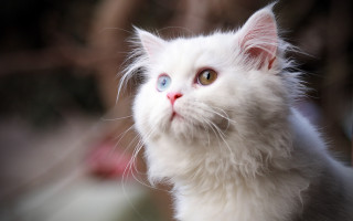 White cat blue eyes symmetrical - symmetrical free wallpaper