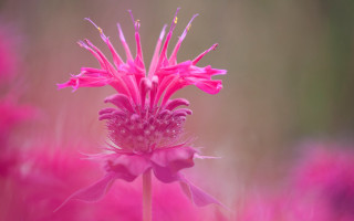 Pink flower macro blurry background - a pink flower free wallpaper