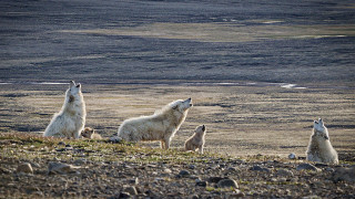 Polar bears rocky hillside lake - polar free wallpaper