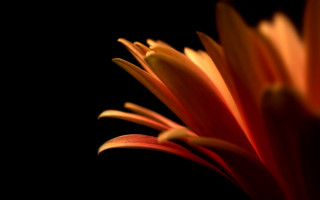 Flower red center macro blurry - a red center free wallpaper