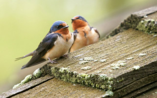 Birds on wooden plank beach - the other free wallpaper