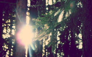 Sunshine forest lens flare nature - a sun free wallpaper