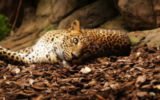 Leopard leaves rock wall tree - a leopard free wallpaper