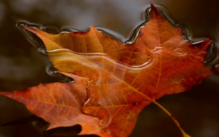 Floating leaf water droplets macro - macro photography free wallpaper