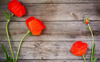 Three red flowers wooden surface - three red flower free wallpaper