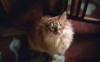 White cat green eyes blurry - felix octavius carr darley free wallpaper