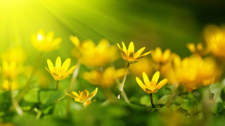 Yellow flower field butterfly bokeh - green grass free wallpaper for desktop