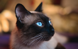 Siamese blue eyed cat portrait - renaissance free wallpaper