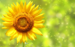 Yellow sunflower blurry background vibrant - dionisiu free wallpaper