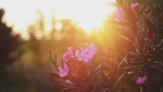 Bush pinkflowers sunlight trees building - the background and a building in the background free wallpaper