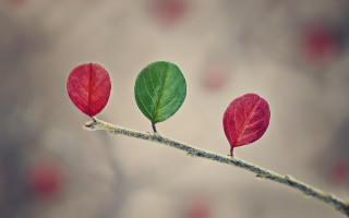 Three leaves macro art moon - a blurry background in the background free wallpaper