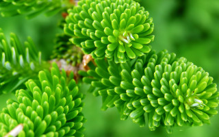 Green leaves macro plant nature - stem and a blurry background free wallpaper