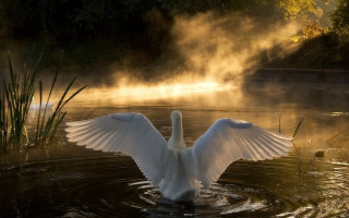 Swan flapping wings lake mist - the water behind free wallpaper