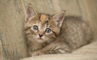 Kitten sad couch carlos catasse - a kitten free wallpaper