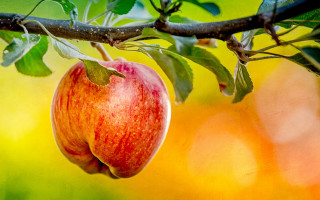 Apple branch leaves fall harvest - fall vibrancy free wallpaper