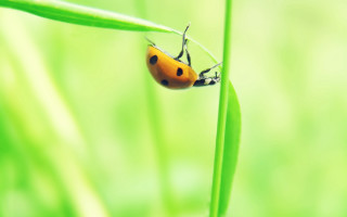 Ladybug greenleaf grass macro ecological - a green leaf free wallpaper