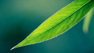 Green leaf blurry background macro - here free wallpaper