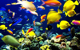Large group fish aquarium water - a large aquarium free wallpaper