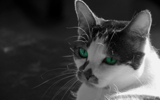 Black cat green eyes serious - green eye free wallpaper