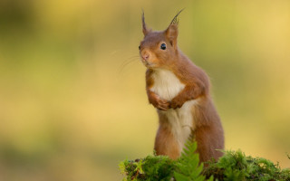 Red squirrel green plant mossy - mossy free wallpaper