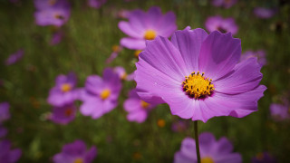 Purple flower field bokeh macro - a purple flower free wallpaper