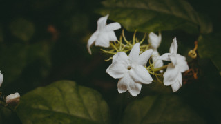 White flower green leaves blurry 4 - the background and a blurry background behind free wallpaper