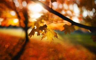 Fall leaf tiltshift autumn nature - a blurry background of leaves free wallpaper