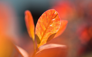 Leaf shiny orange closeup blurry - warm color free wallpaper