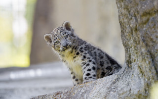 Small snow leopard cub rock - young free wallpaper
