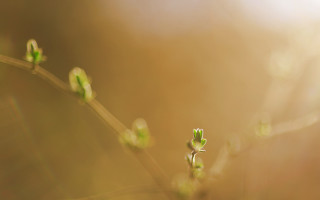 Small green plant tiny leaves - tiny free wallpaper