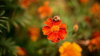 Bee flower orange field green - a bee free wallpaper