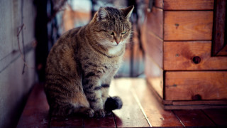 Cat dresser wooden floor blurry - a wooden floor next free wallpaper