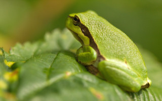 Green frog leaf bokeh macro - free nature wallpaper