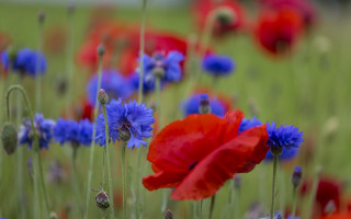 Blue flower bokeh vibrant impressionist - vibrant colour free wallpaper