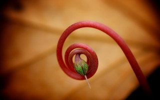 Flower green leaf red stem - end free wallpaper