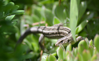 Lizard grass plant leaves bokeh - cricorps grégoire free wallpaper