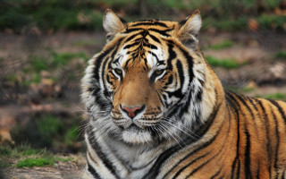 Tiger laying in grass looking 3 - a tiger free wallpaper