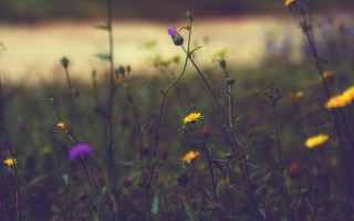 Wildflowers river impressionist sunset depthofield - e. william gollings free wallpaper