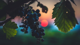 Grapes sunset silhouette vines fullmoon - a bunch of grapes free wallpaper