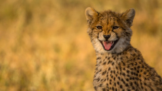 Cheetah sitting field open mouth - mouth wide open free wallpaper