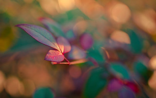 Plant leaves flowers macro shallow - a close up of a plant free wallpaper