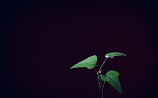 Plant long stem single bud - a long stem free wallpaper
